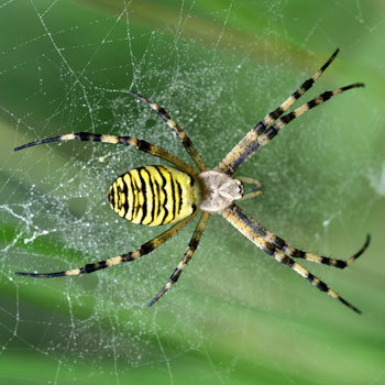 Webbing spider on a web