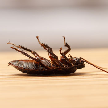 German cockroach