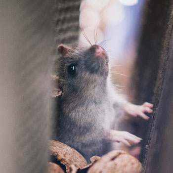 Rat or mouse