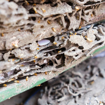 Termite workings in timber